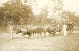 HONDURAS REAL PHOTO BANANAS DE SAN PEDRO SOLA HNOS - Honduras