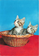 ANIMAUX & FAUNE - Chats - Panier - Carte Postale Ancienne - Katten