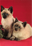 ANIMAUX & FAUNE - Chats - Carte Postale Ancienne - Cats