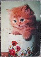 GERMANY DEUTSCHLAND MISC KITTEN CAT POSTKARTE ANSICHTSKARTE POSTCARD CARD CARTE POSTALE CP PC AK CARTOLINA - Donauwoerth