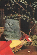 ANIMAUX & FAUNE - Chats - Carte Postale Ancienne - Chats