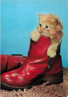 ANIMAUX & FAUNE - Chats - Chaussures - Carte Postale Ancienne - Katzen