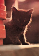 ANIMAUX & FAUNE - Chats - Carte Postale Ancienne - Katten