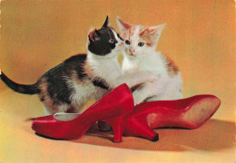 ANIMAUX & FAUNE - Chats - Chaussure A Talon - Carte Postale Ancienne - Katten