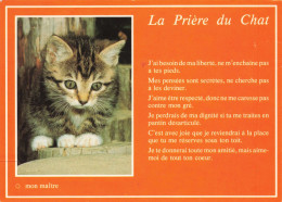 ANIMAUX & FAUNE - Chats - La Prière Du Chat - Carte Postale Ancienne - Chats