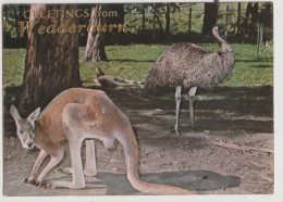 Australia VICTORIA VIC Kangaroo & Emu Greetings From WEDDERBURN Murfett P0029-4 Postcard C1970s - Sonstige & Ohne Zuordnung