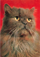 ANIMAUX & FAUNE - Chats - Carte Postale Ancienne - Chats