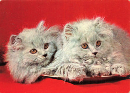 ANIMAUX & FAUNE - Chats - Carte Postale Ancienne - Chats