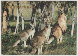 Australia VICTORIA VIC Grey Kangaroos Greetings From WEDDERBURN Murfett P0044-7 Postcard C1970s - Sonstige & Ohne Zuordnung