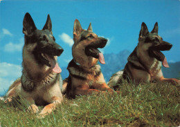 ANIMAUX & FAUNE - Chiens - Berger D'Alsace - Carte Postale Ancienne - Honden