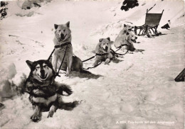 ANIMAUX & FAUNE - Chiens - Chiens De Traineaux - Neige - Carte Postale Ancienne - Chiens