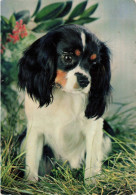 ANIMAUX & FAUNE - Chiens - Carte Postale Ancienne - Honden