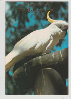 Australia VICTORIA VIC White Cockatoo Greetings From WEDDERBURN Murfett P0040-1 Postcard C1970s - Autres & Non Classés