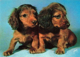 ANIMAUX & FAUNE - Chiens - Carte Postale Ancienne - Dogs