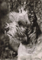 ANIMAUX & FAUNE - Chien - Terrier - Carte Postale Ancienne - Honden