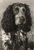 ANIMAUX & FAUNE - Chien - Cocker Spaniel  - Carte Postale Ancienne - Chiens