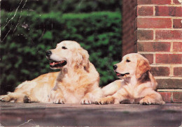 ANIMAUX & FAUNE - Chiens - Carte Postale Ancienne - Hunde