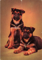 ANIMAUX & FAUNE - Chiens - Carte Postale Ancienne - Chiens