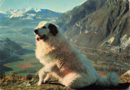 ANIMAUX & FAUNE - Chiens - Chien Des Pyrénées - Carte Postale Ancienne - Dogs