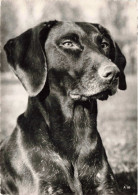 ANIMAUX & FAUNE - Chiens - Carte Postale Ancienne - Chiens