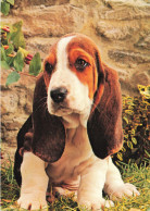 ANIMAUX & FAUNE - Chiens - Basset - Carte Postale Ancienne - Perros