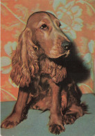 ANIMAUX & FAUNE - Chiens - Carte Postale Ancienne - Dogs