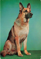 ANIMAUX & FAUNE - Chiens - Carte Postale Ancienne - Hunde