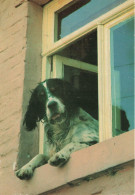 ANIMAUX & FAUNE - Chiens - Carte Postale Ancienne - Perros