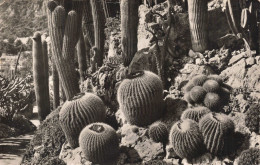 MONACO - Principauté De Monaco - Le Jardin Exotique - Echinocactus Et Pilocereus - Carte Postale Ancienne - Exotic Garden