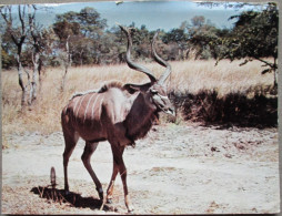 AFRICA ZAMBIA WILDLIFE KUDU POSTCARD POSTKARTE ANSICHTSKARTE CARTE POSTALE CARTOLINA CARD KARTE TARJETA POSTAL - Zambie