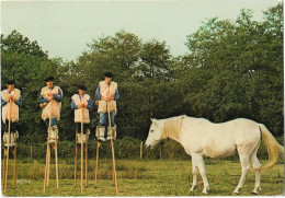 France > Régions >  Aquitaine > Folklore Landais          / N° 367 - Aquitaine