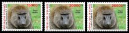 GUINEA 2023 - SET 3V - BIODIVERSITY - APE APES MONKEYS MONKEY BABOON SINGES SINGE - MNH - Singes