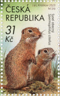 1223 Czech Republic Podyjí National Park.European Ground Squirrel (Spermophilus Citellus) 2023 - Rongeurs