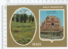 Iraq, Arbil Busttourah, The Marshes-Nasiriyah - Iraq