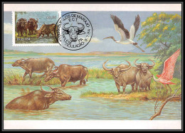 3586 Brésil (brazil) - Carte Maximum (card) Faune Animals Buffles Buffalo Oiseaux (birds)  - Maximum Cards