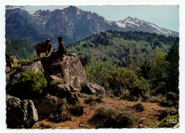 Corse - Délassement Du Berger En Haute Montagne - Corse