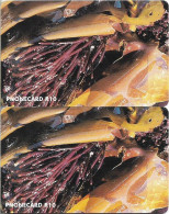 S. Africa - Telkom - Marine Algae, [2 CN (Short-Long) Variants], Chip Siemens S30, 1996, 10R, Both Used - South Africa