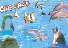 CPM - COTE D'AZUR - DAUPHINS - Dauphins