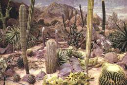 RICHMOND, LONDON, ROYAL BOTANIC GARDENS, KEW, CACTUS, ENGLAND, UNITED KINGDOM, POSTCARD - Cactussen