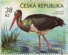 1225 Czech Republic Podyjí National Park.black Stork 2023 - Cicogne & Ciconiformi