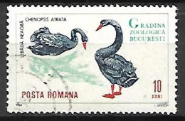 ROUMANIE      -     CYGNES  NOIRS      -      Oblitéré - Swans