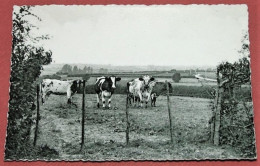 MOMIGNIES -  Route De Bourges - Panorama - Momignies