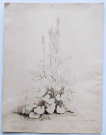 Grand Dessin Ancien A La Plume Encre Daté 1851 Rumex Alpinus - Zeichnungen