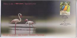 Flamingo @ Point Calimere, Migratory Birds @ Wildlife & Bird Sanctuary, Protected Wetland, Nature, Spl Cover 2024, - Flamingo