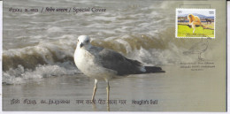 Heuglin's Gull @ Point Calimere, Migratory Birds @ Wildlife & Bird Sanctuary, Protected Wetland, Nature, Spl Cover 2024 - Gaviotas