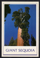 Thème Arbres - Giant SEQUOIA - Etats Unis - Sierra Nevada Mountains, California - Alberi