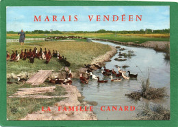 Région Marais Vendeen, La Famille Canard, 31 AS Artaud OR 52 Canards CPM  Année 1971 - Pays De La Loire