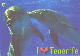 Tenerife Island Dolphins - Dolfijnen