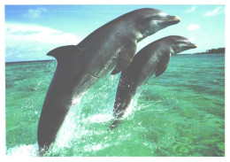 Jumping Dolphins - Delfines