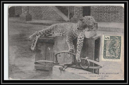 49178 N°30 Panthère Leopard 1906 Congo Francais Carte Maximum (card) Pour Beire-le-Chatel Cote D'or - Covers & Documents